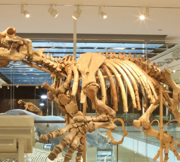 museum-of-vertebrates-photo